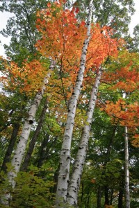 Birch Trees in Mackenzie King Estate, Quebec