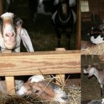 Trevin's Milking Goats