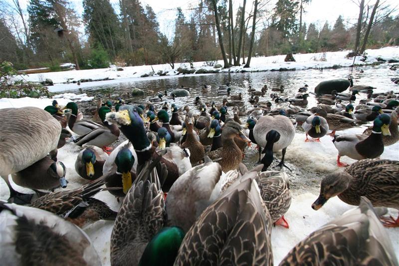 Ducks & Canadian Geese in the Winter