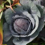 red cabbage (Large)