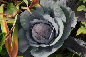 red cabbage (Large)
