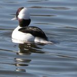 A showy male Bufflehead duck that was only 10 feet away in great light, but still the photo is grainy when zoomed in.