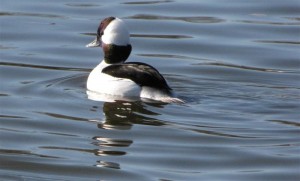 A showy male Bufflehead duck that was only 10 feet away in great light, but still the photo is grainy when zoomed in.