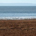 The band of white zoomed in shows a few of the Snow Geese that migrate here from the Arctic for the winter.