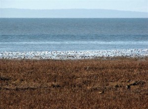 The band of white zoomed in shows a few of the Snow Geese that migrate here from the Arctic for the winter.