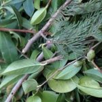 Evergreen Foliage