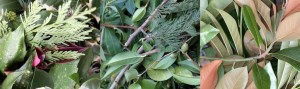 Evergreen Foliage