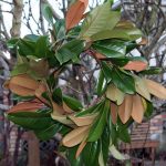 Magnolia Wreath