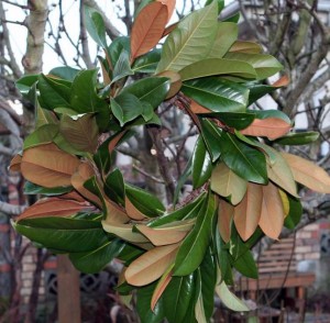 Magnolia Wreath