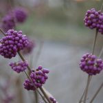 Callicarpa Bodinieri Giraldii Profusion Beautyberry Purple Berries berry shrub
