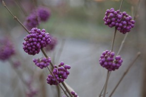 Callicarpa bodinieri var: giraldii 'Profusion' Beautyberry