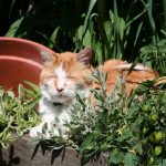 Cat in the garden (Custom)
