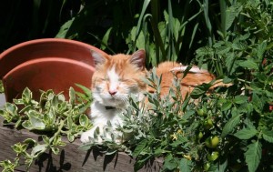The cat doesn't seem to mind the lack of order