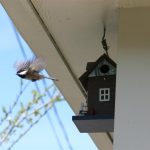 Chickadee leaving the birdhouse (Large)