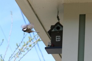 Chickadee leaving the birdhouse (Large)