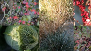 Clockwise from top left: Mystery Azalea, Ornimental Grasses, Rockspray Cotoneaster (Cotoneaster horizontalis), Heavenly Bamboo (Nadina Domestica), Winterfurst Savoy Cabbage