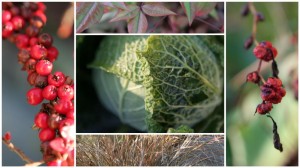 Clockwise from top left: Rockspray Cotoneaster (Cotoneaster horizontalis), Heavenly Bamboo (Nadina Domestica), Crocosmia Seed Heads (Emily Mackenzie), Ornamental Grasses.  Center: Winterfurst Savoy Cabbage