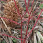 Bright red Blueberry Bush branches