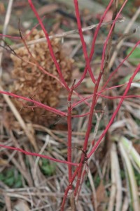 Bright red Blueberry Bush branches