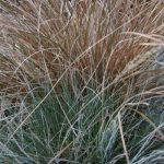 Blue Fescue & Bronze Sedge