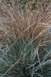 Blue Fescue & Bronze Sedge