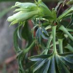 Varigated Hellebore: Christmas Rose bloom coming soon...