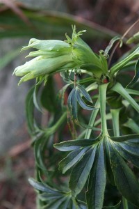 Varigated Hellebore: Christmas Rose bloom coming soon...