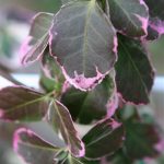 Euonymus Emerald Gaiety gets pink tips in winter