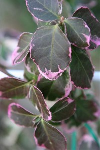 Euonymus Emerald Gaiety gets pink tips in winter