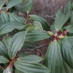 davidii, David Viburnum in winter