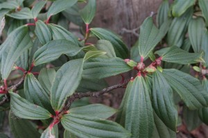 davidii, David Viburnum in winter