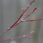Japanese Maple branch