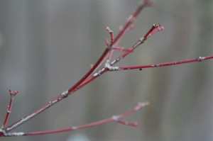 Japanese Maple branch