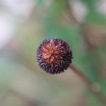 Black Eyed Susan seed head