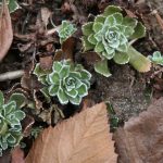 I wish I knew the name of this dainty white tipped Sedum