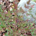 Heavenly Bamboo (Nandina Domestica)