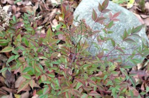 Heavenly Bamboo (Nandina Domestica)