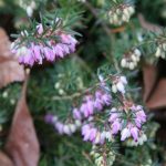 Who doesn't love Heather in winter?!