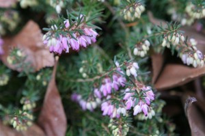 Who doesn't love Heather in winter?!