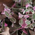 Euonymus Emerald Gaiety