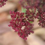 Sedum Autumn Joy being joyful in winter