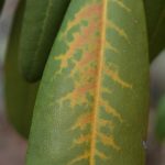 these Rhododendron leaves are supposed to be evergreen