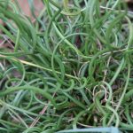 surprised to see this Curly Rush Grass doing so well