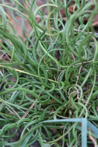 surprised to see this Curly Rush Grass doing so well