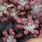 Red Sedum and Black Scallop Ajuga