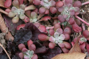Red Sedum and Black Scallop Ajuga