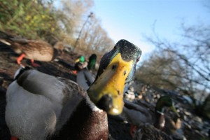 Mallard Hello (Large)