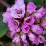 Bergenia Jan 26, 2010 (Large)