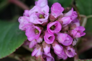 Bergenia Jan 26, 2010 (Large)