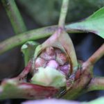 Bergenia getting ready to send a flower Bergenia getting ready to send a flower